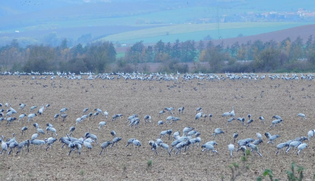 Kranichrast  2024. Solche Bilder, mit entspannt fressenden Familienverbänden der Kraniche,  sieht man in diesem Jahr kaum.