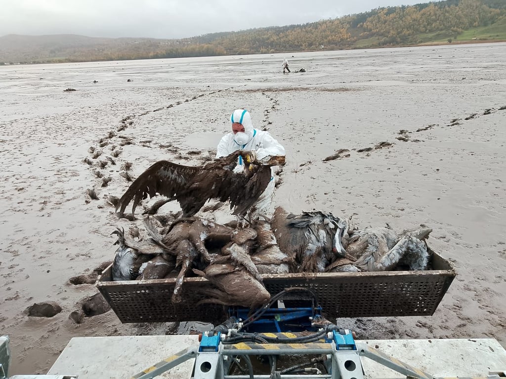 Mitarbeiter des Landkreises, der Freiwilligen Feuerwehren und des Landesanglerverbands sammeln mit einem Amphibienfahrzeug am 29.10. 2025 und 30.10.2025 tote Kraniche am Stausee Kelbra ein.