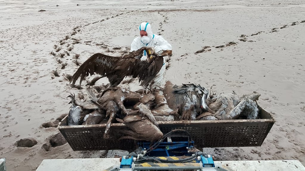 Mitarbeiter des Landkreises, der Freiwilligen Feuerwehren und des Landesanglerverbands sammeln mit einem Amphibienfahrzeug am 29.10. 2025 und 30.10.2025 tote Kraniche am Stausee Kelbra ein.