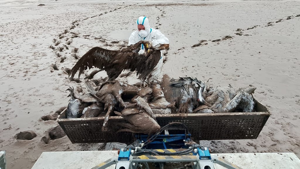 Mitarbeiter des Landkreises, der Freiwilligen Feuerwehren und des Landesanglerverbands sammeln mit einem Amphibienfahrzeug am 29.10. 2025 und 30.10.2025 tote Kraniche am Stausee Kelbra ein.