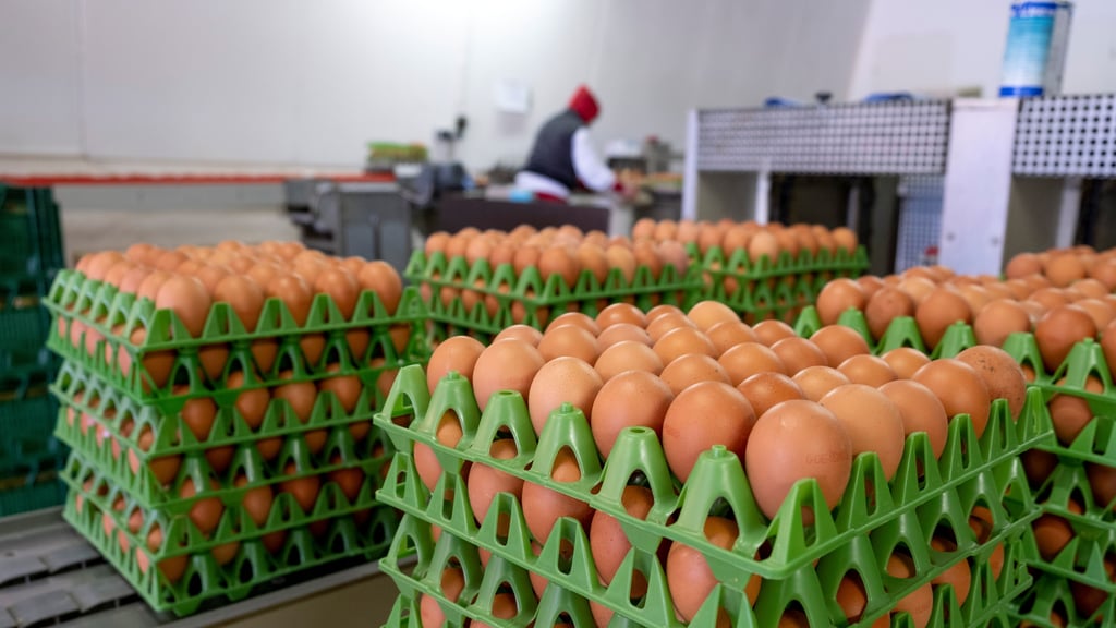 In Sachsen-Anhalt gibt es 25 große Legehennenbetriebe, die Freilandhaltung betreiben.