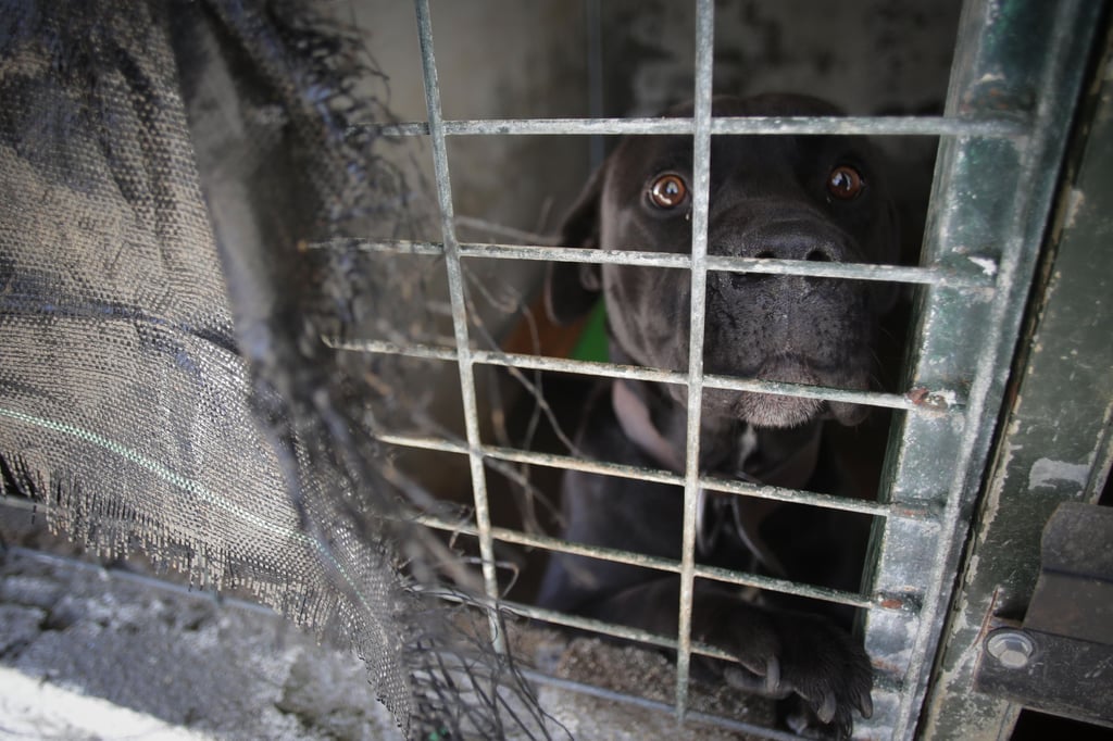 Als die SEK-Beamten den Kühlschrank des Beschuldigten öffnen, blickt sie ein gefesselter Hund an.