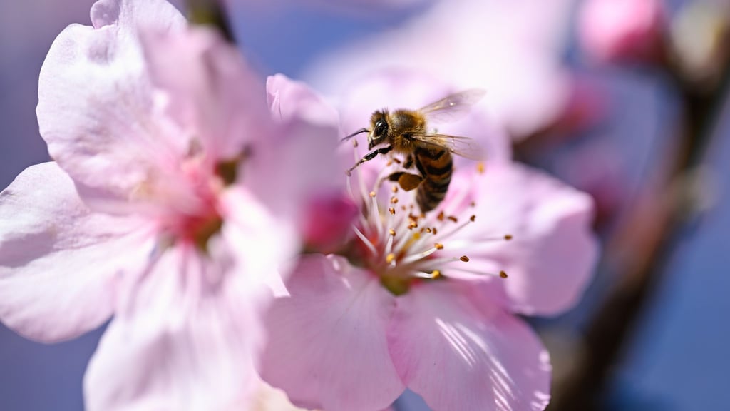Eine neue Ausstellung in Dresden widmet sich der Welt der Insekten. (Illustration)