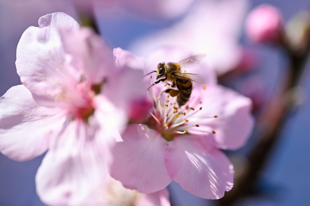 Eine neue Ausstellung in Dresden widmet sich der Welt der Insekten. (Illustration)