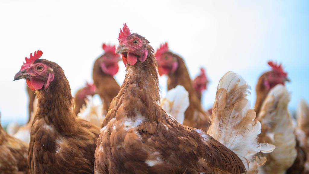 Unzählige Hennen und anderes Geflügel sollen in Ställen vor der Vogelgrippe geschützt werden. (Archivbild)