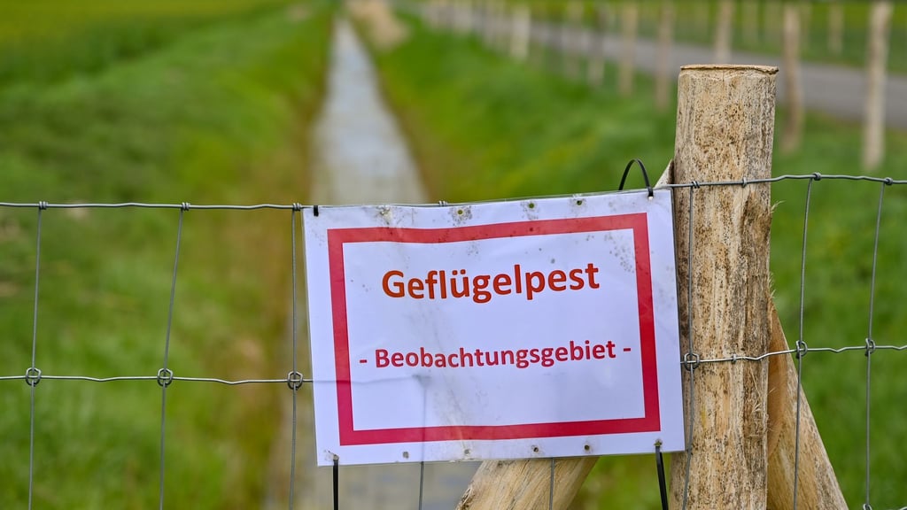 Auch in der Stadt Magdeburg gilt nun die Stallpflicht. (Symbolbild)