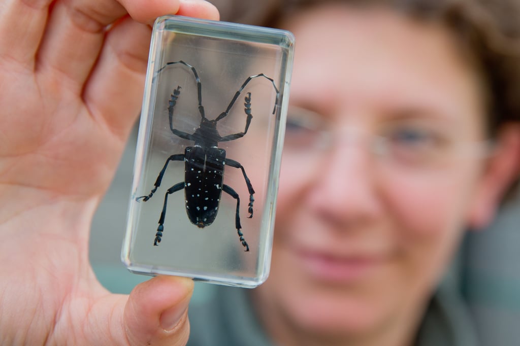 Eine Frau hält einen gefangenen und konservierten Laubholzbockkäfer in der Hand. Solche Käfer gibt es auch in Magdeburg.