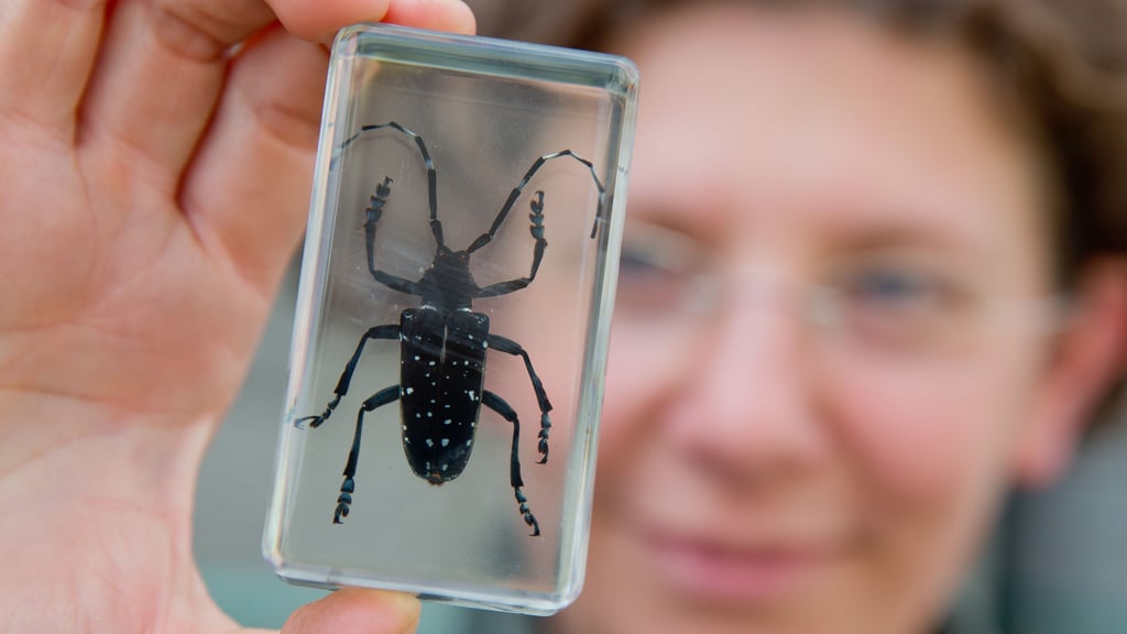 Eine Frau hält einen gefangenen und konservierten Laubholzbockkäfer in der Hand. Solche Käfer gibt es auch in Magdeburg.