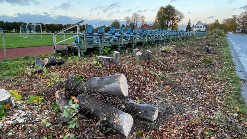 Die Hecke am Sportplatz in Parey muss einem neuen Zaun weichen. Im Anschluss wird eine neue Hecke gepflanzt.