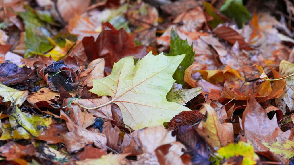 Der „Goldene Herbst“ kam kaum zum Vorschein - die Sonne schien deutlich zu wenig.