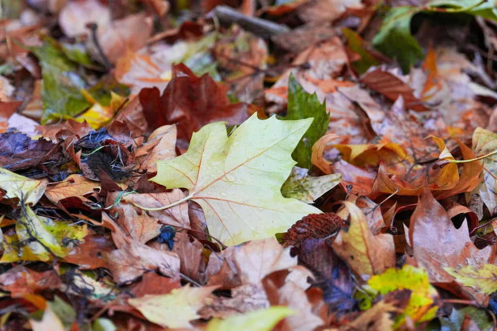 Der „Goldene Herbst“ kam kaum zum Vorschein - die Sonne schien deutlich zu wenig.