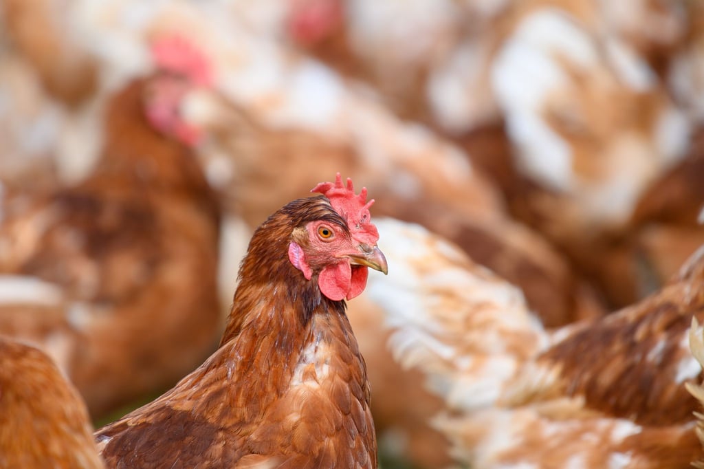 Im Landkreis Mansfeld-Südharz müssen 40.000 Hennen getötet werden. (Symbolbild)