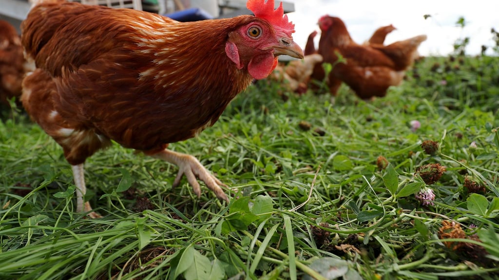Wegen des Vogelgrippe-Virus gilt im Kreis Saalfeld-Rudolstadt ab Freitag ein Verkaufsverbot für Lebendgeflügel. (Symbolbild)