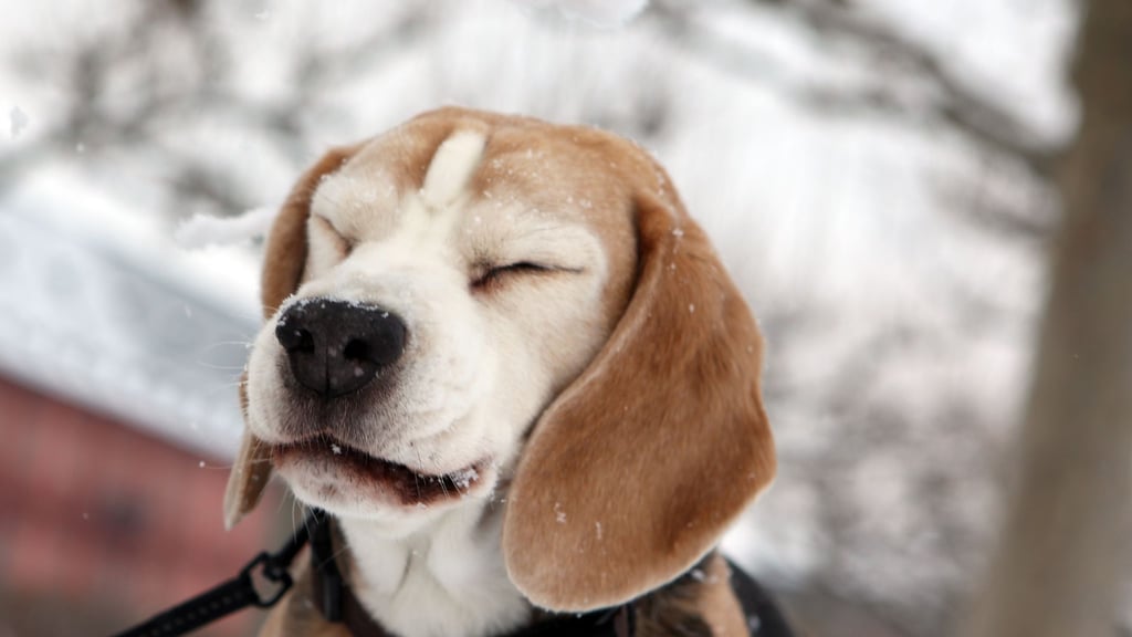 Eine Gassitour im Winter kann ganz schön unangenehm sein. Ältere oder gesundheitlich angeschlagene Hunde brauchen hier besondere Rücksicht.