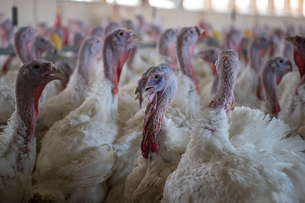 Stallpflicht für Geflügel gilt in vielen Landkreisen Niedersachsens. (Archivbild)