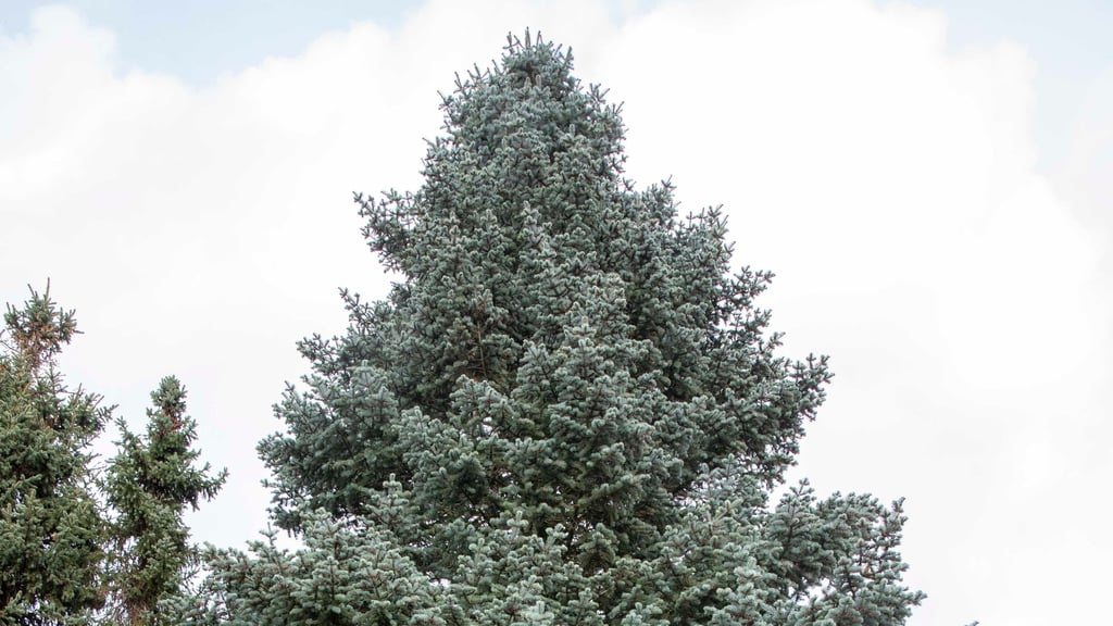das wird der Weihnachtsbaum für Dessau 2025, die Blaufichte steht im Ortsteil Mildensee und wird bald abtransportiert