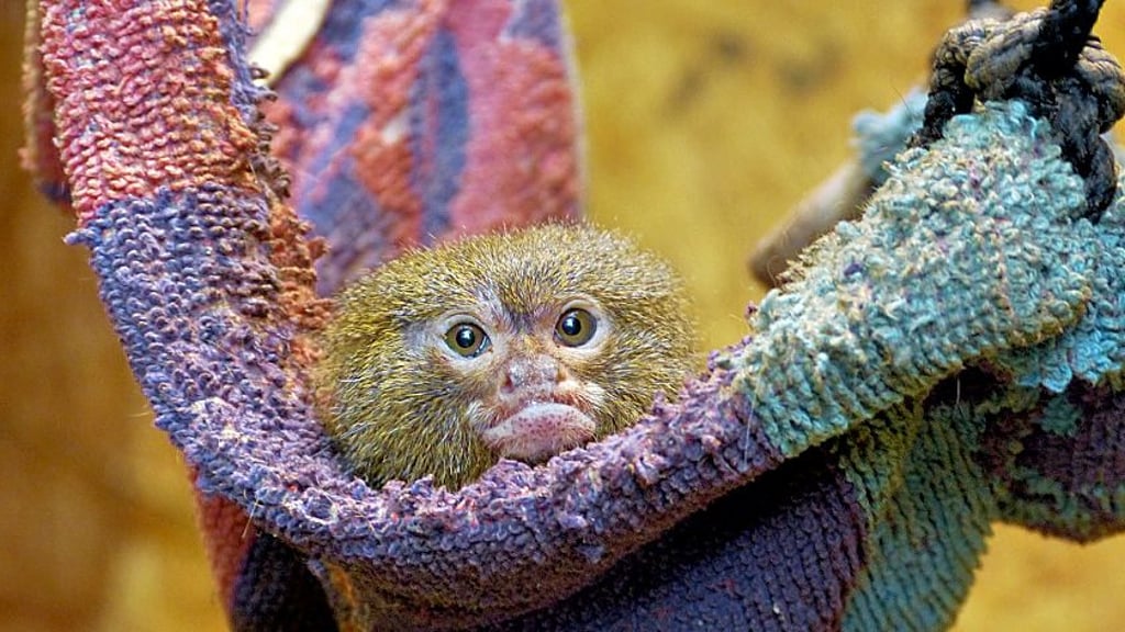 Im Alaris  Schmetterlingspark Wittenberg  leben auch Äffchen wie dieses hier, Oskar, ein Zwergseidenäffchen.