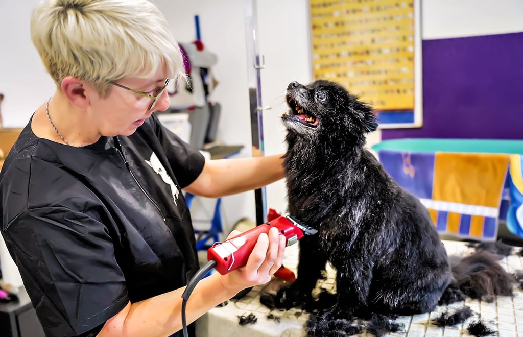 Für Zwergspitzdame Netti gibt es im „Pfötchensalon“ das volle Programm: Waschen, Föhnen, Bürsten und Scheren.