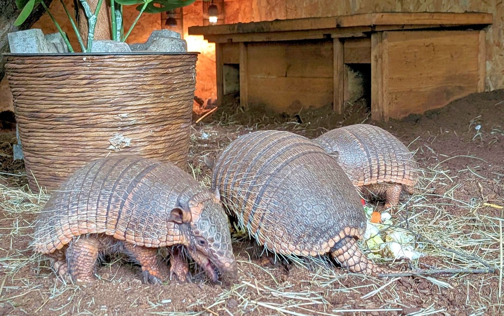 Die Sechsbinden-Gürteltiere, auch Weißborsten-Gürteltiere genannt, sind tagsüber aktiv und damit für Besucher des Tierparks zu sehen.