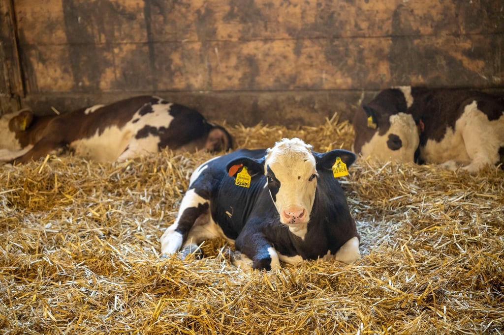 Junge Kälber dürfen nach Bundesvorgaben auch ohne Betäubung kastriert werden. (Symbolbild)