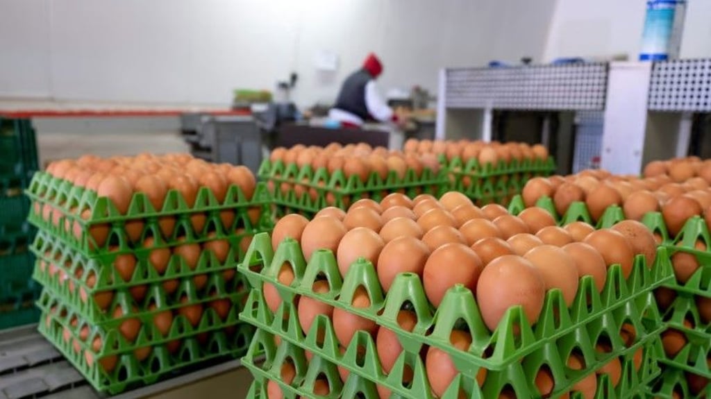 In Sachsen-Anhalt gibt es 25 große Legehennenbetriebe, die Freilandhaltung betreiben.