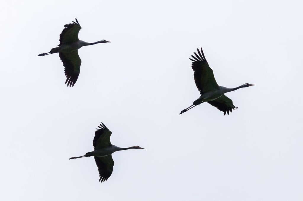 Ziehende Kraniche - ein Tier ist jetzt tot in der Kaiserpfalz gefunden worden.