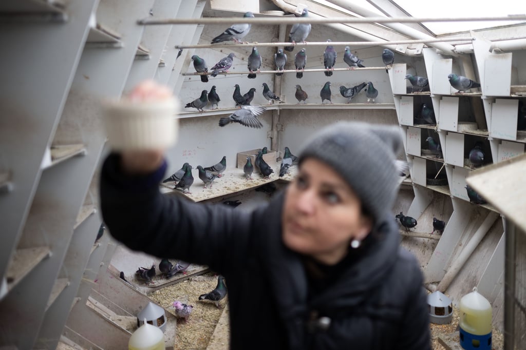 Eine Frau kümmert sich im Taubenhaus am Berliner Bahnhof Südkreuz um die Tauben. Ein Taubenhaus wird auch für Magdeburg angestrebt, um die Population der Tiere zu regulieren.