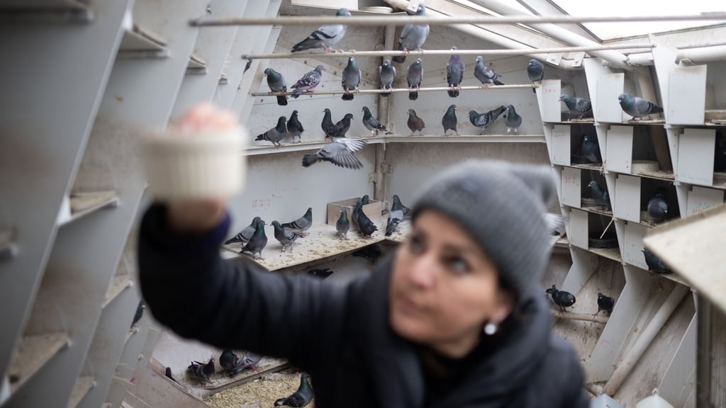 Eine Frau kümmert sich im Taubenhaus am Berliner Bahnhof Südkreuz um die Tauben. Ein Taubenhaus wird auch für Magdeburg angestrebt, um die Population der Tiere zu regulieren.