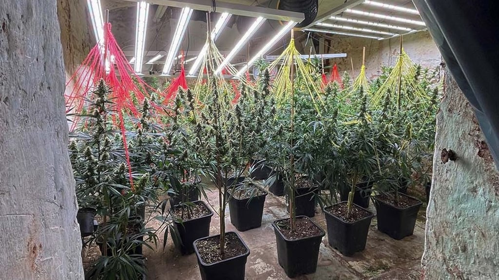 Cannabispflanzen stehen in einer Halle, die bei einer gemeinsamen Durchsuchungsaktion der Polizei in NRW und Niedersachsen entdeckt wurde.