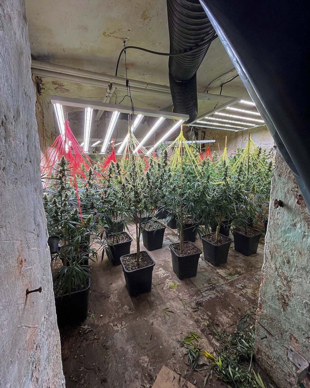 Cannabispflanzen stehen in einer Halle, die bei einer gemeinsamen Durchsuchungsaktion der Polizei in NRW und Niedersachsen entdeckt wurde.