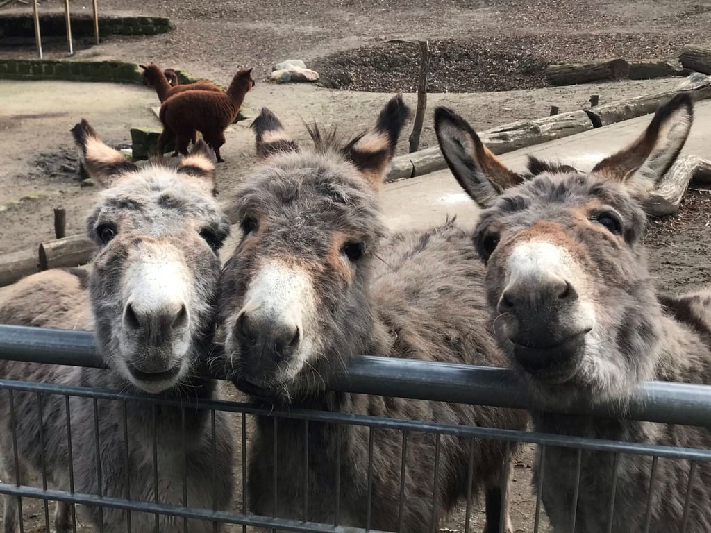 Esel im Tiergarten Halberstadt freuen sich über Besucher.