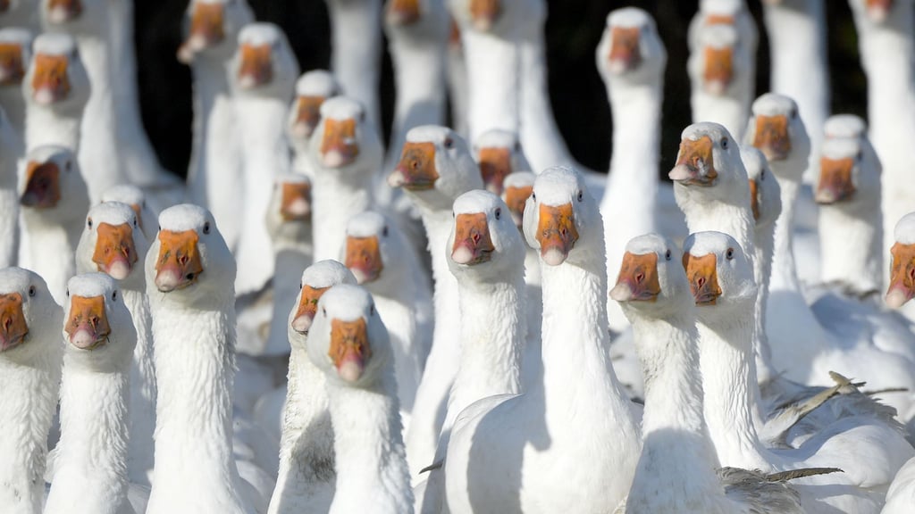 Frisch geschlachtete Gänse aus Brandenburg können rund um den Martinstag am 11. November knapp sein.
