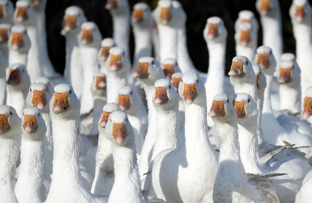 Frisch geschlachtete Gänse aus Brandenburg können rund um den Martinstag am 11. November knapp sein.