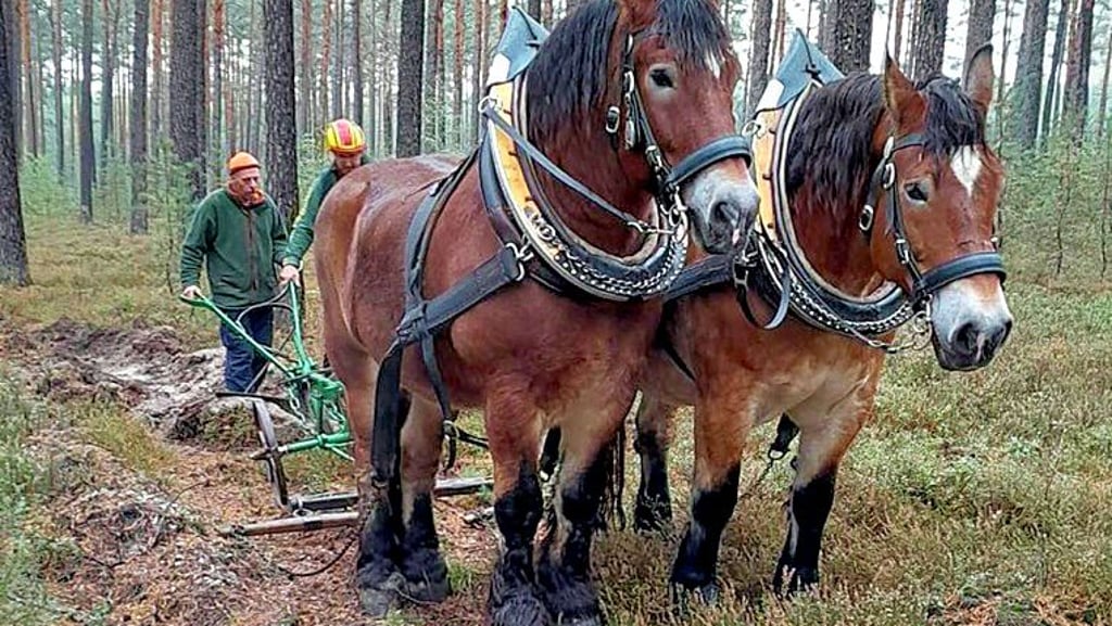  Pferde  können zum Pflanztag in Popperode bei der Arbeit beobachtet werden.  
