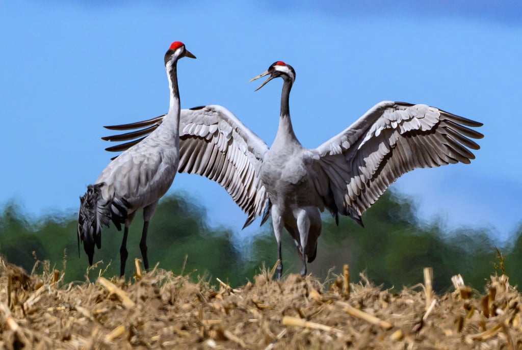 im Landkreis Harz wurde ein weiterer Kranich gefunden, der vermutlich an der Vogelgrippe gestorben ist.