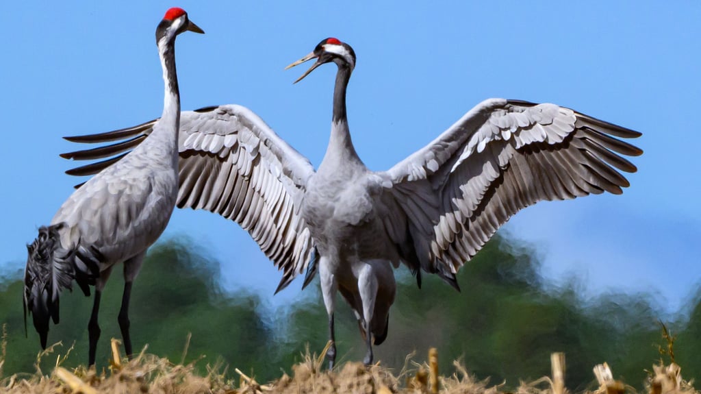 Bei einem im Landkreis Harz gefundenen toten Kranich ist der Verdacht auf Vogelgrippe inzwischen bestätigt.