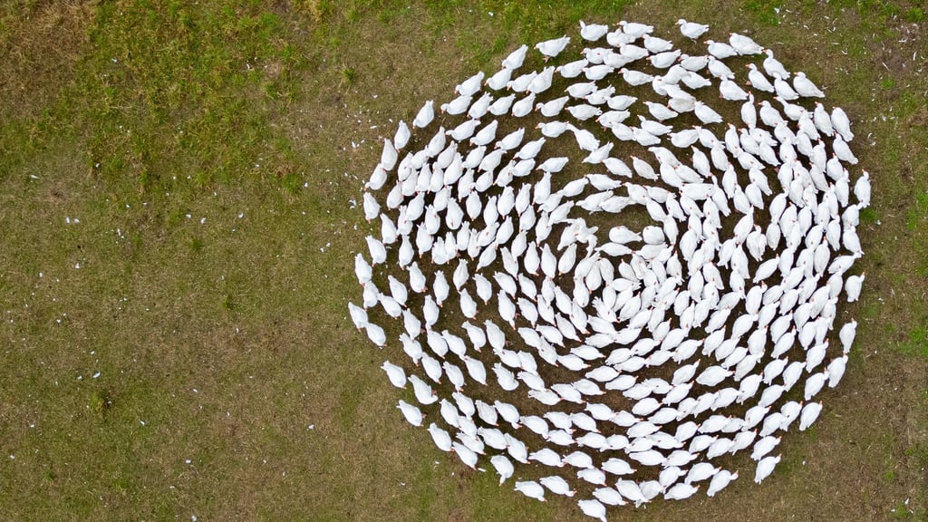 Der Gänsezüchter Eskildsen plädiert für eine Impfung gegen die Vogelgrippe. (Archivbild)