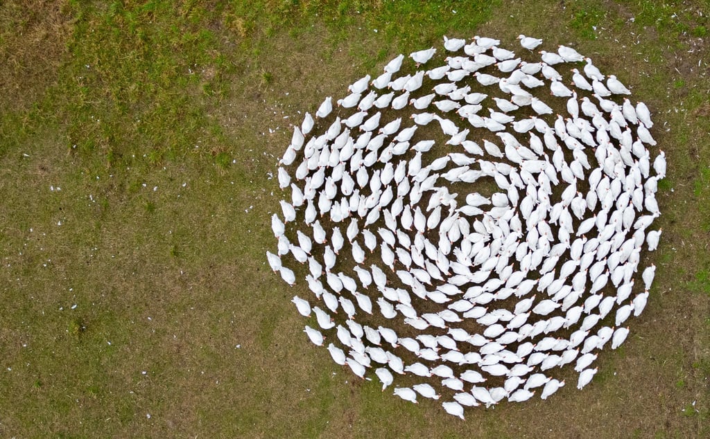 Der Gänsezüchter Eskildsen plädiert für eine Impfung gegen die Vogelgrippe. (Archivbild)
