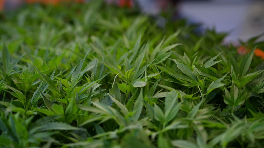 Im Fokus der Ermittler aus NRW und Niedersachsen stehen Cannabisplantagen. (Symbolbild)