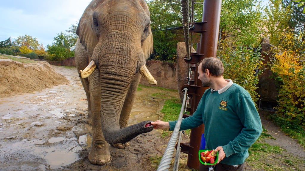 Tierpfleger Stefan Gluch zusammen mit dem afrikanischen Elefantenbullen „Kando“ im Zoo Magdeburg. Landesweit findet am Sonntag der erste Zootag in Sachsen-Anhalt statt.