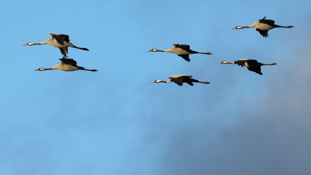 In Sachsen gibt es bislang nur Verdachtsfälle der Vogelgrippe. (Archivbild)