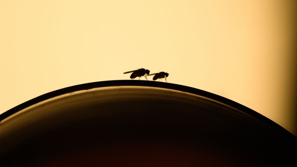 Lästige Fruchtfliegen: Mit ein paar Handgriffen kann man einen Befall vermeiden.