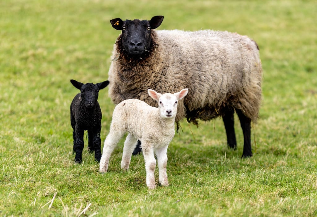 Unbekannte Täter haben aus einem Stall in Rhüden elf tragende Schafe gestohlen. (Archivbild)