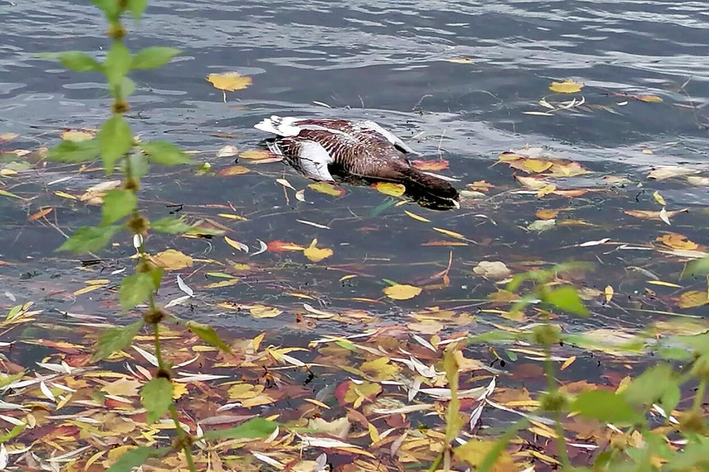 Eine tote Ente treibt auf dem Stadtsee in Stendal.