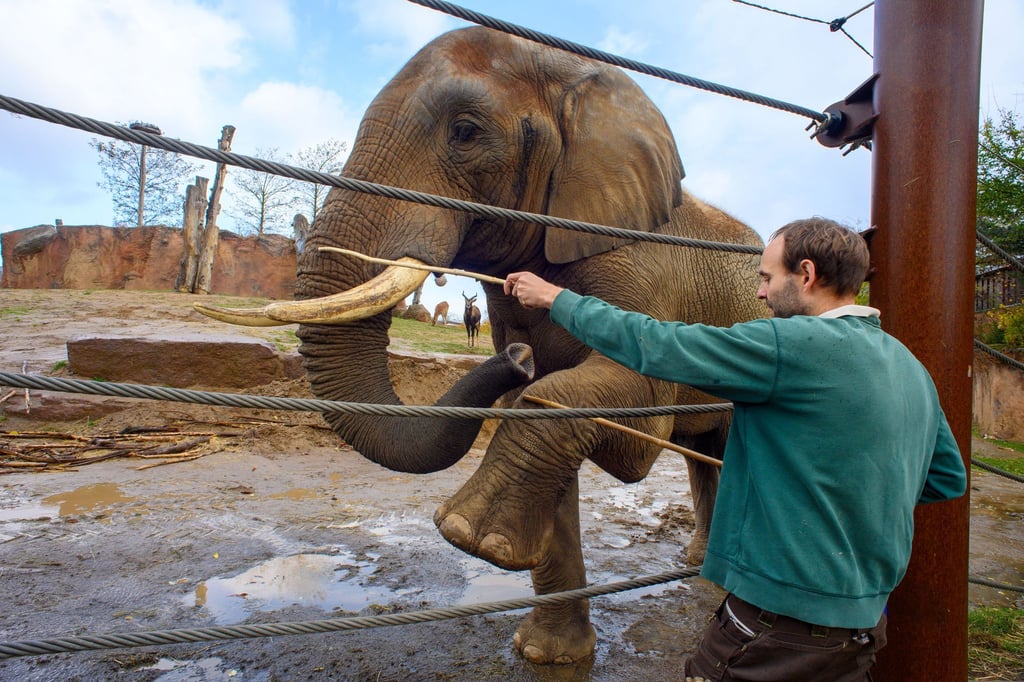 Tierpfleger Stefan Gluch übt mit dem afrikanischen Elefantenbullen «Kando» beim «medizinischen Elefantentraining». Bei dem Training übt der Elefant etwa eine Rüsselspülung, das Heben eines Beines oder das Öffnen des Mauls auf Kommando sowie die Berührung an Ohren und Augen. Das medizinische Elefantentraining gehört im Zoo Magdeburg dazu.
