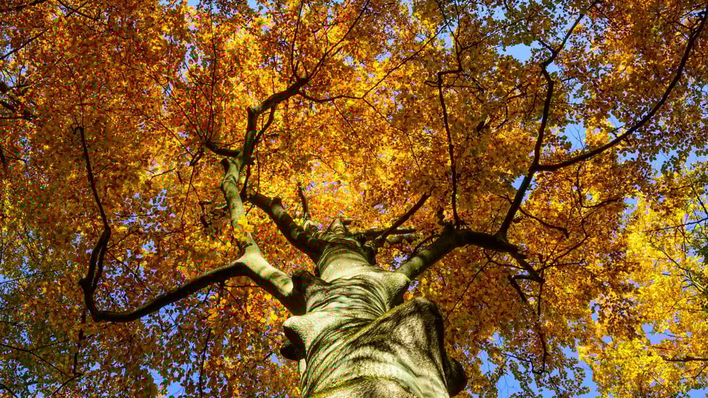 Der Reformationstag bietet in Brandenburg Spaziergehwetter. (Archivbild)