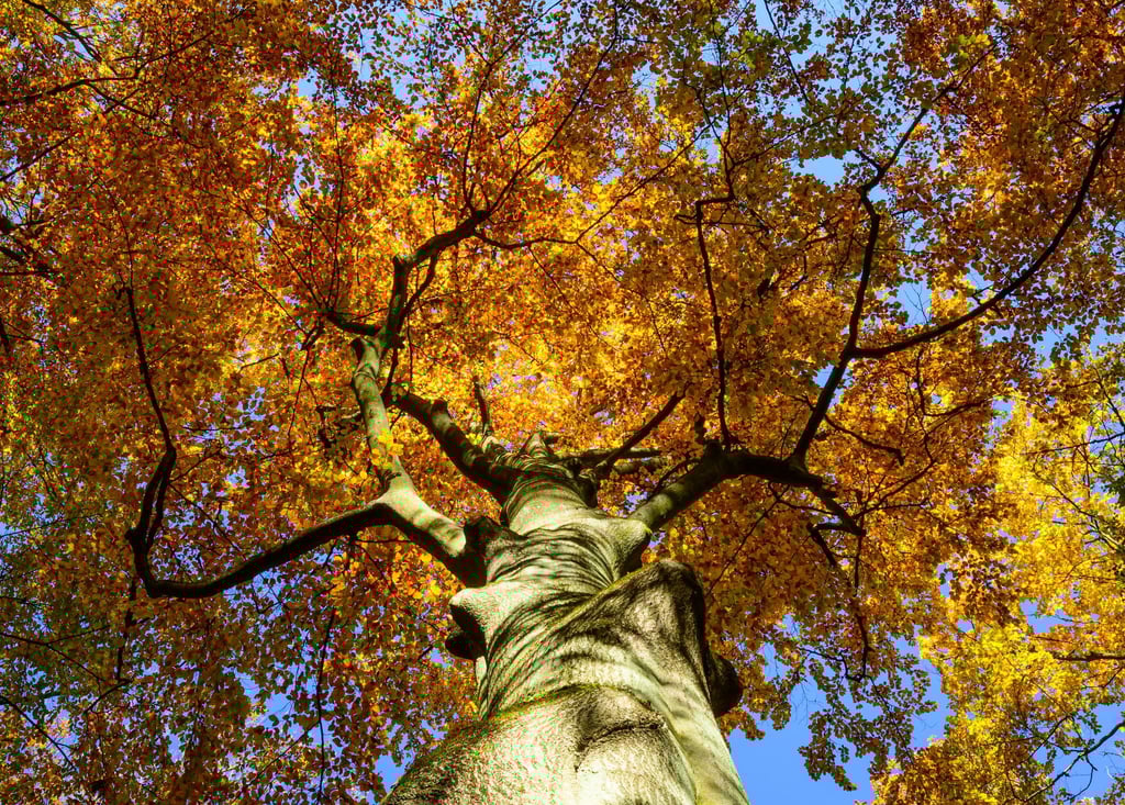 Der Reformationstag bietet in Brandenburg Spaziergehwetter. (Archivbild)