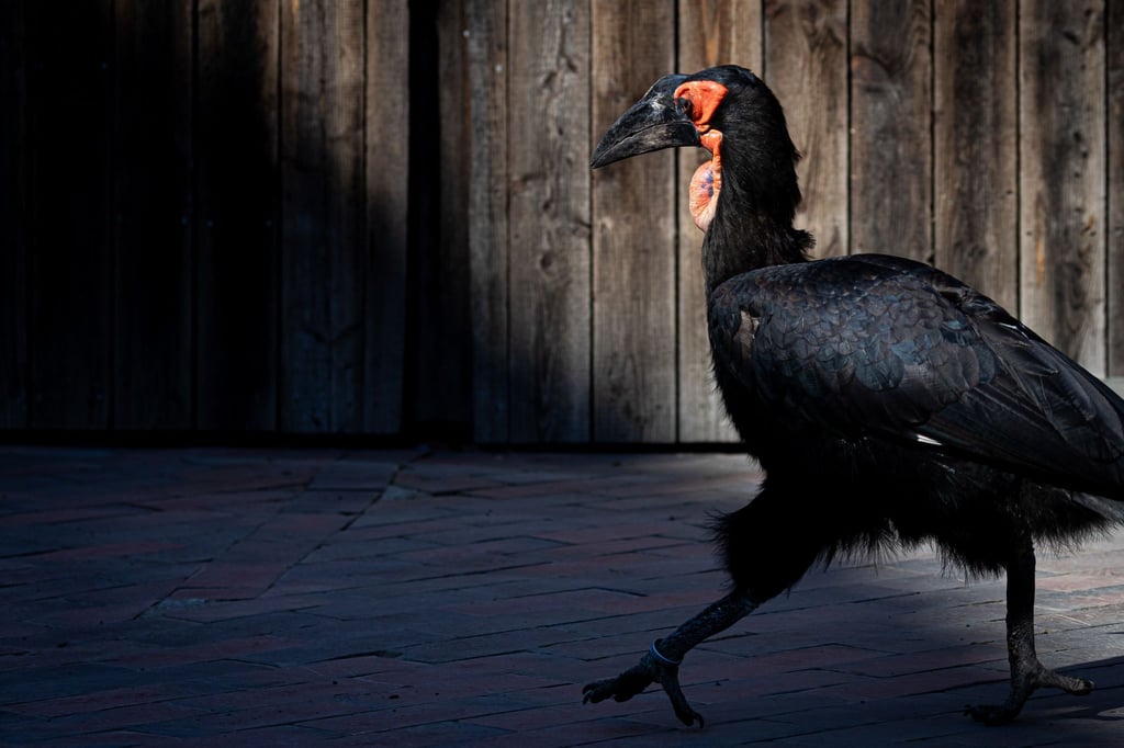 Zoos und Tierparks in Niedersachsen und Bremen wappnen sich gegen die Ausbreitung der Geflügelpest - auch der Zoo Hannover. (Archivfoto)