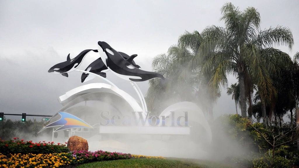 Zum Schutz von Meeressäugern: Dertour nimmt Ausflüge wie ins Seaworld in Florida aus seinem Programm.