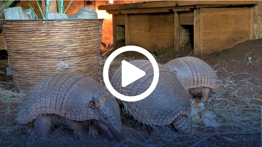 Die Sechsbinden-Gürteltiere, auch Weißborsten-Gürteltiere genannt, sind tagsüber aktiv und damit für Besucher des Tierparks in Köthen zu sehen.